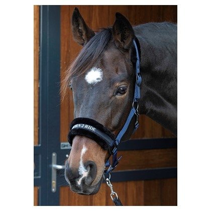  Kantar Lyrics Quotes - Harry's Horse