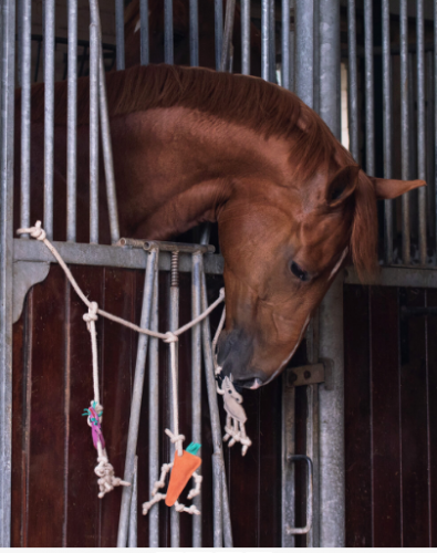 Zabawka dla konia bawełniana lina - QHP - horse/unicorn/carrot