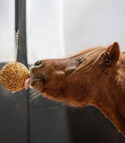 Lizawka do boksu Stable Ball Granola 1.6 kg - LIKIT