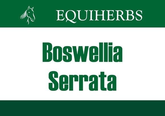 Boswellia Seratta - Kadzidłowiec 2 kg - EQUIHERBS