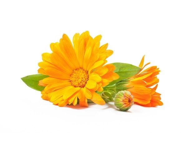 Nagietek - kwiat 0,5 kg - EQUIHERBS 