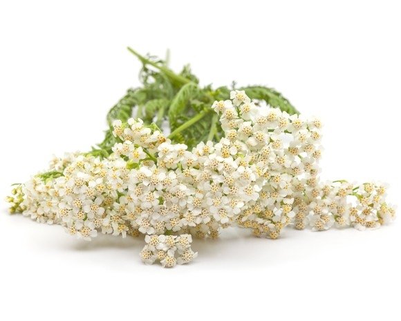 Krwawnik pospolity 1 kg - EQUIHERBS 