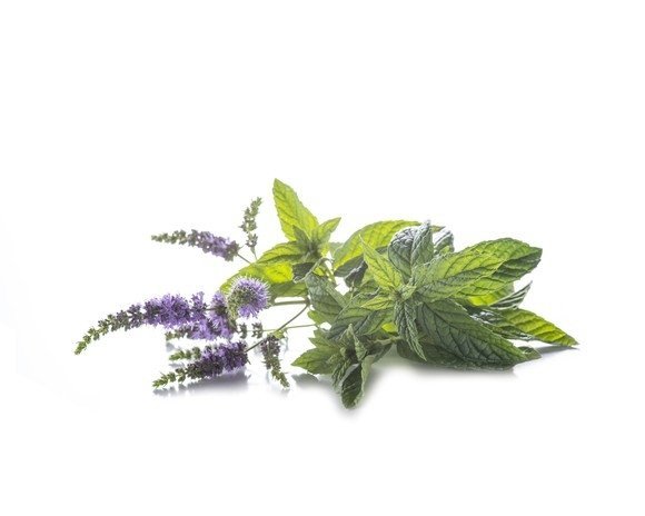 Mięta pieprzowa 0,5 kg - EQUIHERBS 