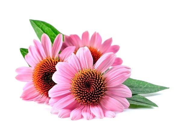 Jeżówka - Echinacea 1 kg - EQUIHERBS 