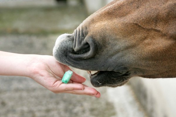Zestaw batonów dla konia 4x90g Horse Treat Bar - LIKIT
