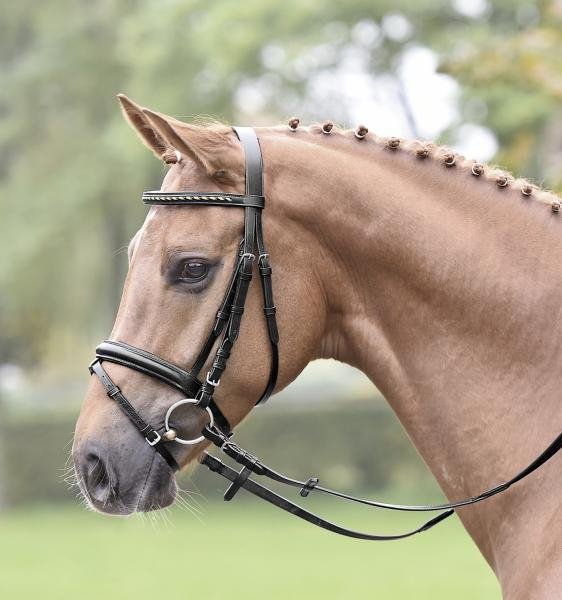 Znalezione obrazy dla zapytania OgÅowie