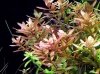 Rotala Rotundifolia Kubek 5cm in vitro Piękna