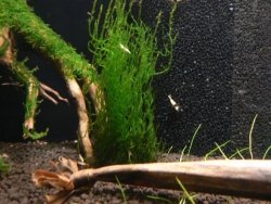 Mech Flame Moss Na Lignicie Super Trawnik