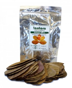 Tantora Cattapa Leaves Liście Ketapang M 50Szt. 
