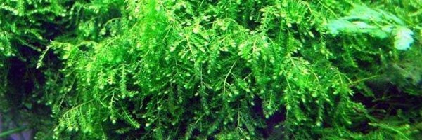 Mech Weeping Moss Na Lignicie Gotowa Ozdoba