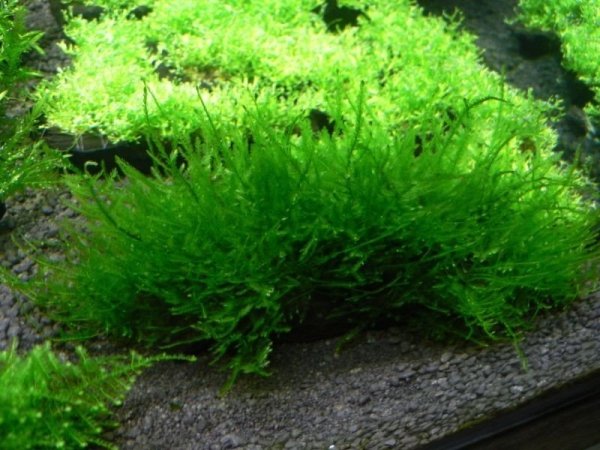 Mech Peacock Moss Porcja 10 Gałązek Promocja