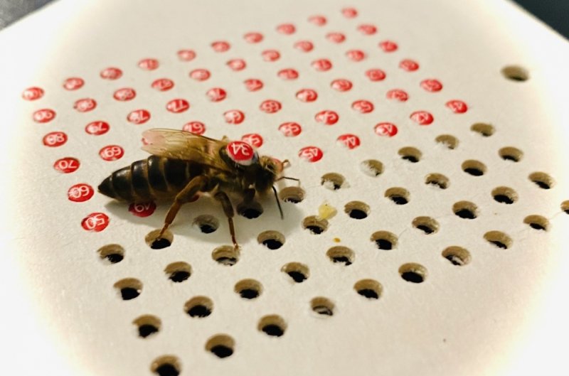 Matka pszczela przezimowana unasienniona Krainka
