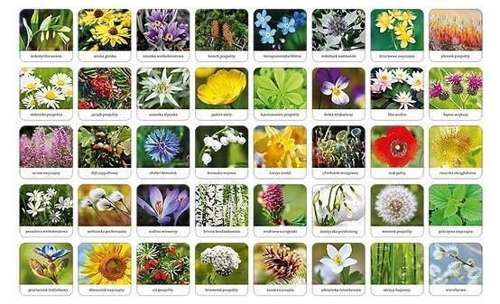 Memory Flora Polski Gra pamięciowa Adamigo Tafelki z roślinami