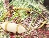 BRACELET GOLD CELEBRITY NEREZOVÁ OCEL