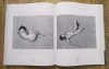 Terence Pitts Edward Weston 1886-1958 [Taschen]