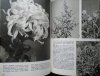 F.A.Novak • Wielki atlas roślin