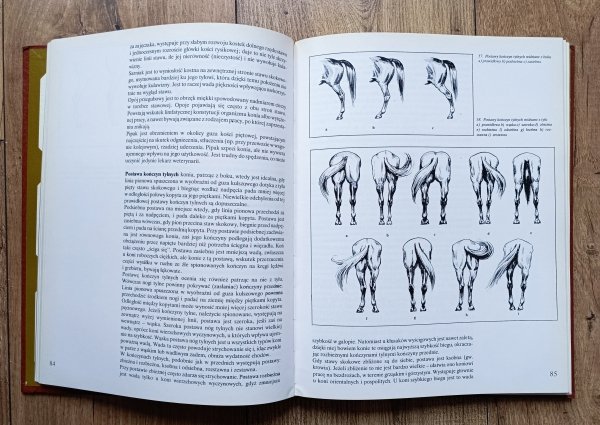 Jan Grabowski Hipologia dla wszystkich