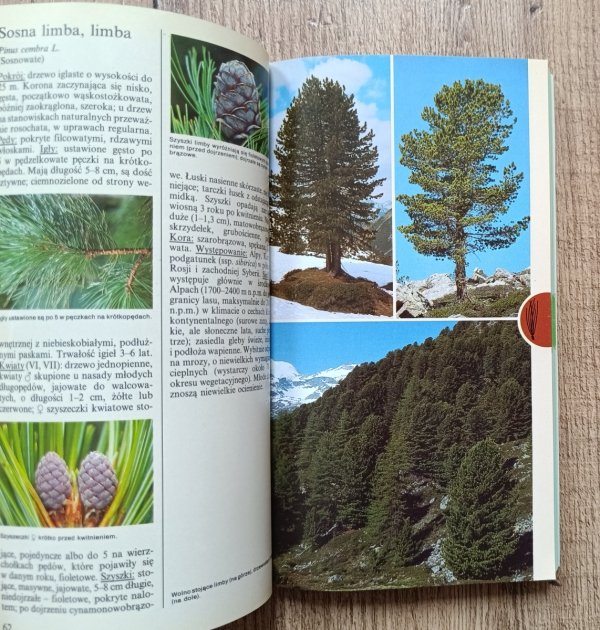 Drzewa. Encyklopedia kieszonkowa