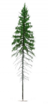 FREON SG1 Mountain Spruce  - Świerk Wysokogórski Większy 26/28 cm 3 sztuki