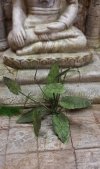 RT-Diorama 35611 Jungle Plant No.1 1/35
