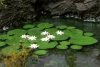Model Scene VG3-026 Waterlily 1/32, 1/35