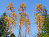 FREON MSU4 Larch - Modrzew suchy wys. 28 cm
