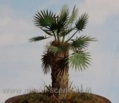 Model Scene VG3-013 Palm leaves - type II dry 1/35