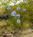 Model Scene VG3-044 Cornflower 1/32 1/35