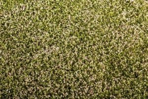 Model Scene F430 Grass Mat - Clover Blooming 1/35