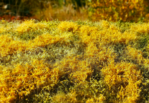 Model Scene F564 Blooming meadow - Autumn 1/35