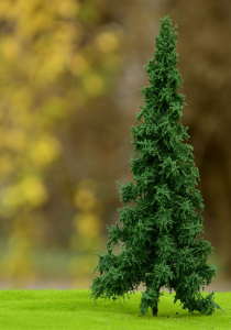 FREON SWI3 Norway spruce - Świerk Pospolity pień niski (pełny) 8/12cm