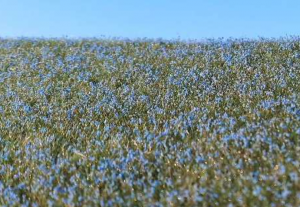 Model Scene F470 Blooming Flax fieldr 1/35