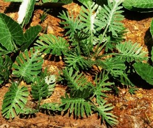 Model Scene VG7-031 Jungle set 1 1/45, 1/72