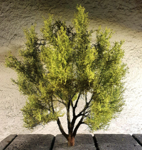 FREON WRB1 Willow Wierzba Biała 15/17cm