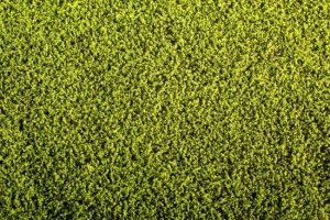 Model Scene F440 Grass Mat - Alfalfa 1/35