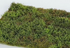 Model Scene F571 Wild area with bushes - spring