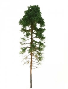 Freon SOB2 Pine Tree - Sosna obrzeżna, wysokość 14/16cm