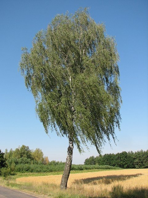 FREON BR1 Birch - Brzoza 16/20cm