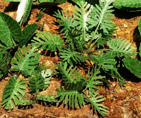 Model Scene VG7-031 Jungle set 1 1/45, 1/72