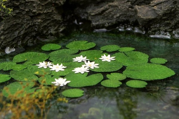 Model Scene VG3-026 Waterlily 1/32, 1/35