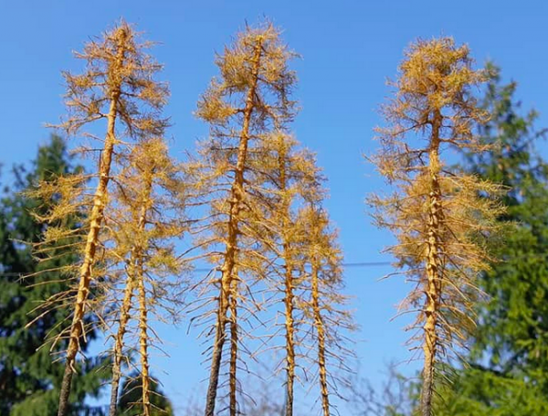 FREON MSU4 Larch - Modrzew suchy wys. 28 cm