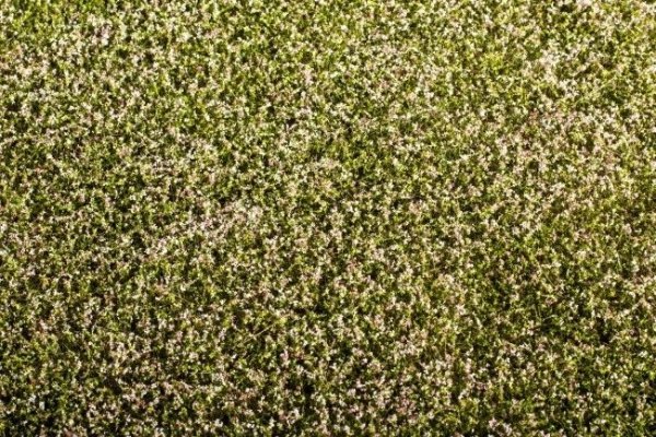 Model Scene F430 Grass Mat - Clover Blooming 1/35