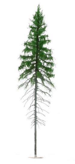 FREON SG2 Mountain Spruce  - Świerk Wysokogórski Większy 18/20 cm 3 sztuki