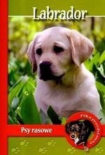 Labrador Psy Rasowe