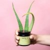 Aloe gel 100g