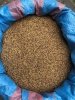 Koniczyna czerwona 1kg