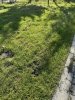 Siatka WildNet - ochrona przed dzikami - 50m x 90cm 