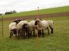 Siatka elektryczna dla owiec TopLine Net, poj. szpic, 50m x 90cm