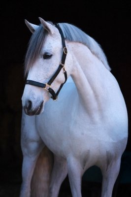 Kantar skórzany PONY czarny 