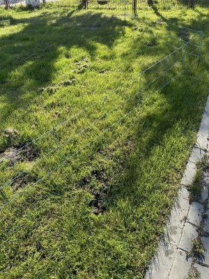 Siatka WildNet - ochrona przed dzikami - 50m x 90cm 